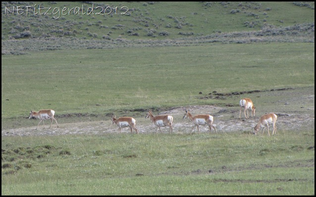 IMG_1769 Pronghorn IMG_1769 Pronghorn