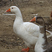 Miribel 020.JPG