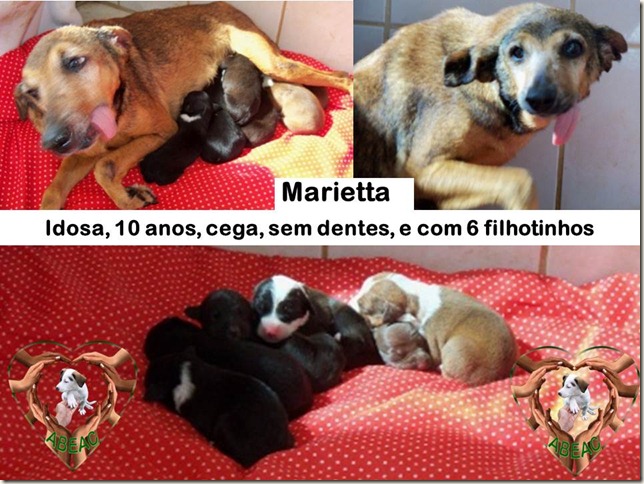 marietta_filhotes marietta_filhotes
