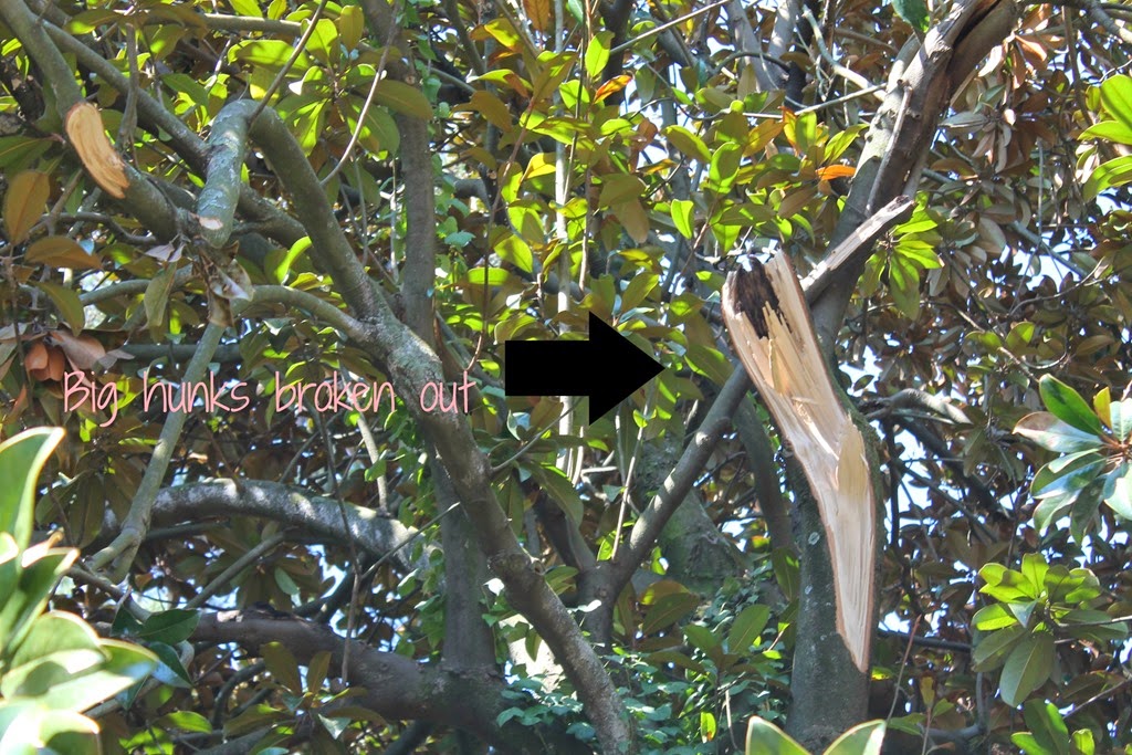 [magnolia%255B5%255D.jpg]