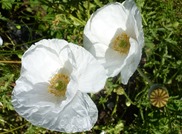 peace poppies