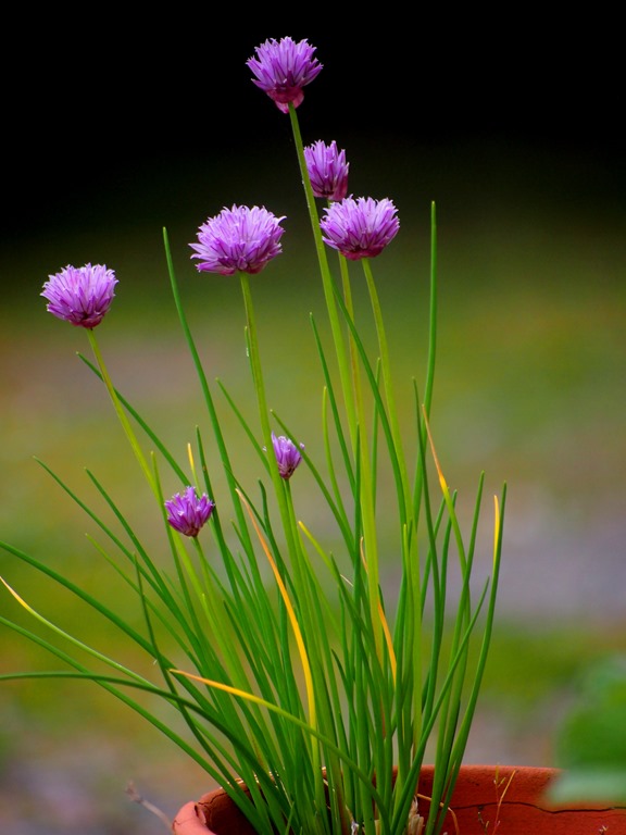 [15%2520June%25203%252012-06-2013%252016-28-28%255B3%255D.jpg]