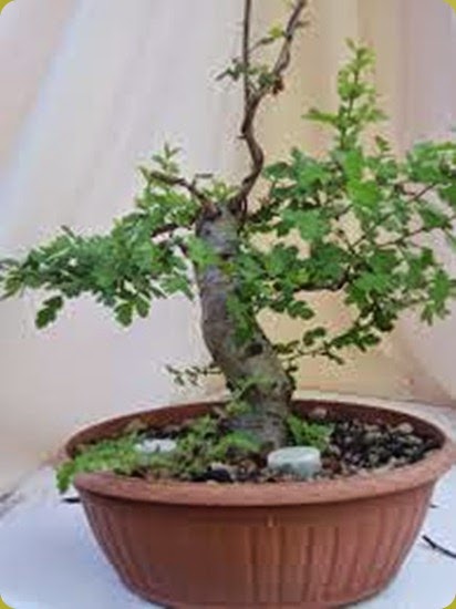 biancospino_bonsai2