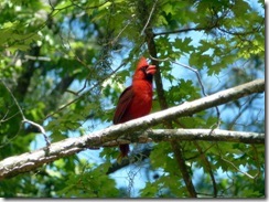 Cardinal natural habitat