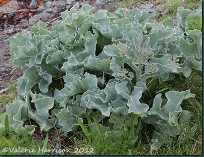 2-Sea-Kale 2-Sea-Kale
