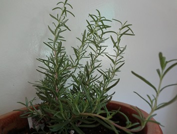 Rosemary 2 Rosemary 2