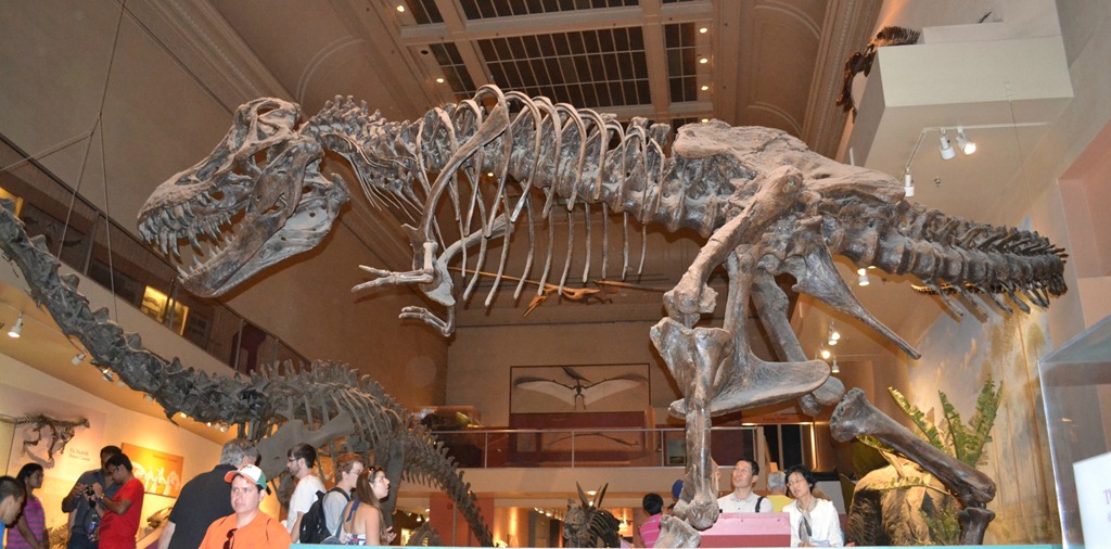 [NaturalHistory_3%255B5%255D.jpg]