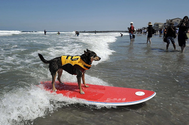 6th-surf-dog-comp1 6th-surf-dog-comp1