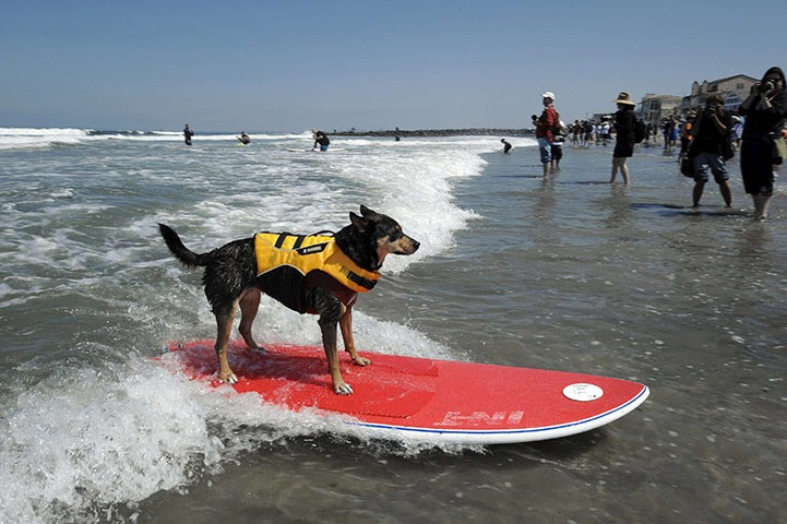 Imperial Beach Surf Dog Competition California Images Imperial Beach Surf Dog Competition California Images