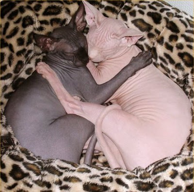 sphynx-cat-facts-2.jpg