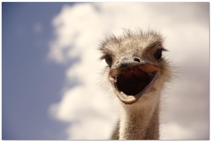 [ostrich%255B3%255D.jpg]