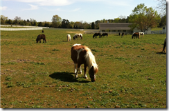 IMG_3150[1]