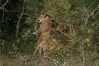 Leopard at night on his rounds marking his territory (here he is rubbing his facial glands on a bush).