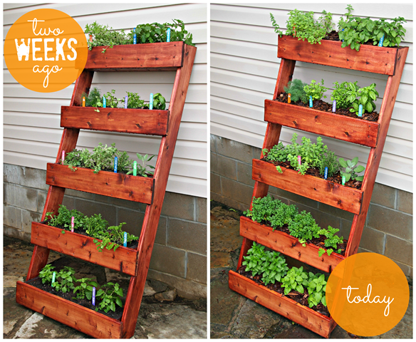 Ginger Snap Crafts Our Yard Projects With The Home Depot Updates Diy Herb Garden Digin