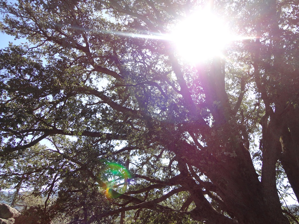 [Idyllwild%2520Camping%2520097%255B5%255D.jpg]