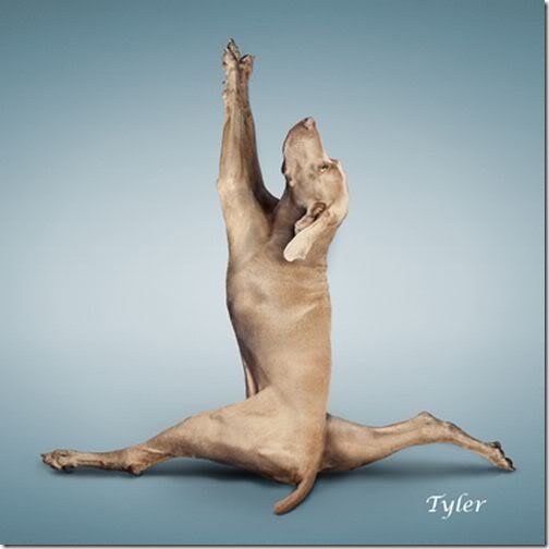 Yoga-dogs-13