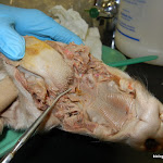 fetal_pig_epiglottis02.JPG