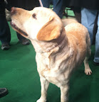 'Eve' is a Labrador Retriever from Massachusetts