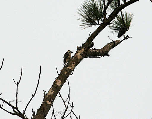 Birds 'n Suchbalance of tyrrell county 