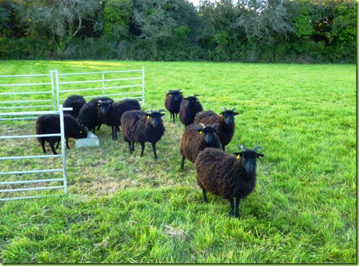 black Lambs-feeding