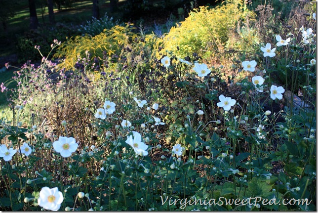 Fall Anemones with Fireworks Soledega in Background3 Fall Anemones with Fireworks Soledega in Background3