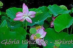 88 - Glória Ishizaka - Shirotori Garden