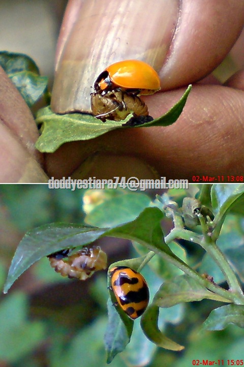 Kumbang Koksi Coccinella transversalis baru menetas