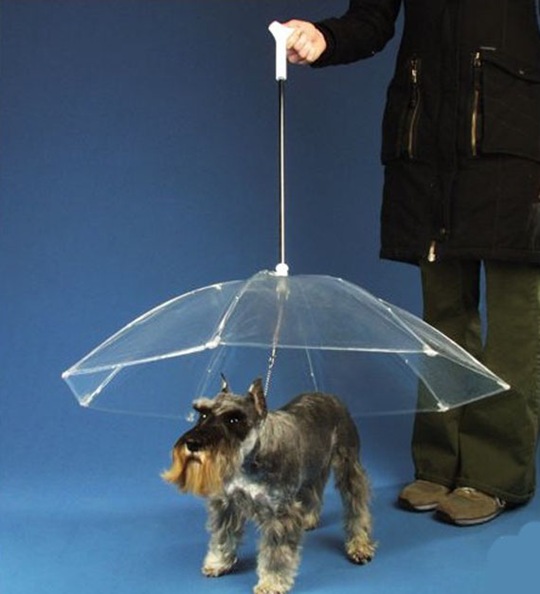 dogbrella