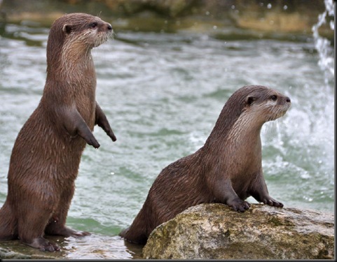 Two of the boys looking intently