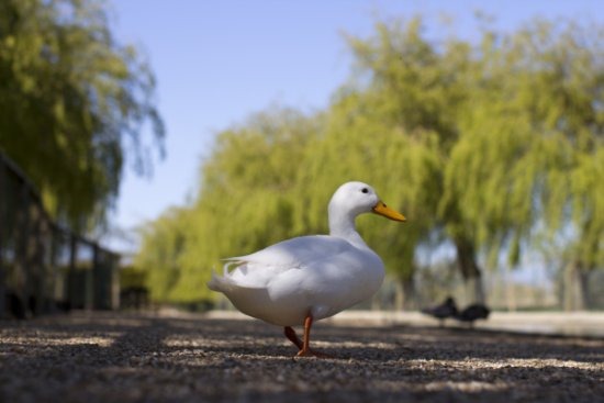 [Duck%2520at%2520Seaview%2520060513%2520low%2520res%255B2%255D.jpg]