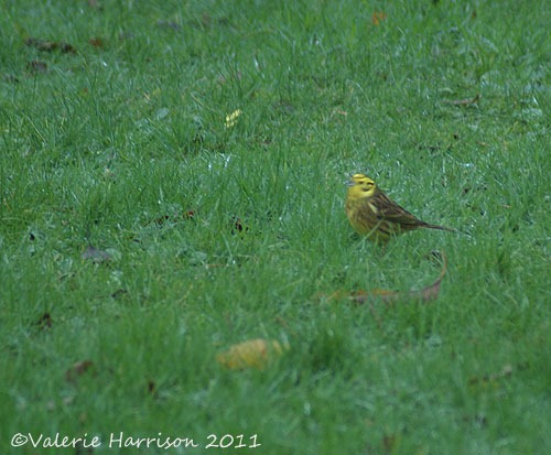[yellowhammer%255B6%255D.jpg]