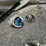 tapetum_blue.JPG