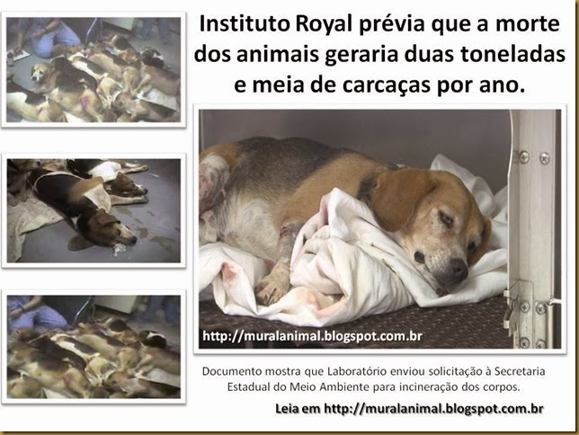 Instituto Royal prévia que a morte dos animais