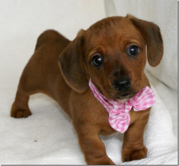 fotos de perritos imagenesifotos.blogspot (16)