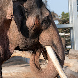 Cali_San Diego Zoo