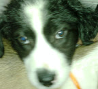 VINYET  macho de 2 meses
