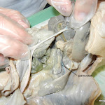 fetal_pig_pancreas_labeled.jpg
