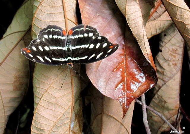 Catonephele acontius acontius (L., 1771), femelle. Colider (Mato Grosso, Brésil), 4 décembre 2011. Photo : Cidinha Rissi