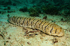 Holothuria fuscopunctata, Papua New Guinea, 12 m