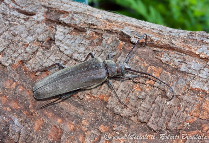 1_2013-08-04_Aegosoma scabricorne_Varenna (11)