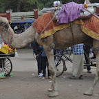 DSC_7654.jpg