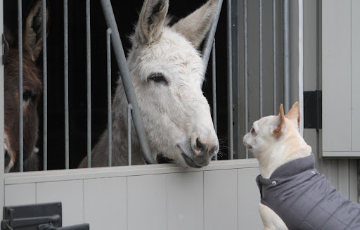 Clive, we were looking for you outside in your paddock, but we're happy to find you in your cozy stall.  It's been snowing like crazy today!