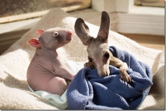 funny-animals-cute-35