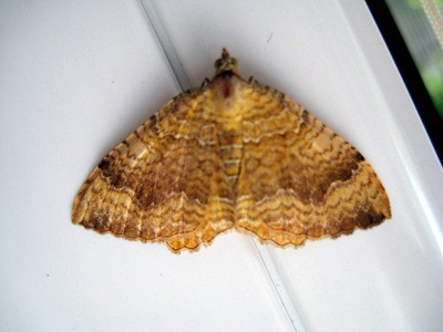 Yellow Shell Yellow Shell