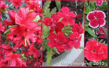 reds collage reds collage