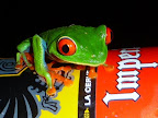 Sprachaufenthalt Costa Rica