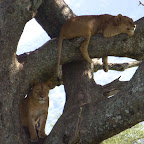 Weitere Löwen in einem Baum © Foto: Ulrike Pârvu | Outback Africa Erlebnisreisen