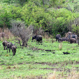 AfricanSafariWildlifeSample AfricanSafariWildlifeSample
