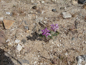 Small Desert Lupine flower. Still amazes me these can grow so abundantly in the Spring.