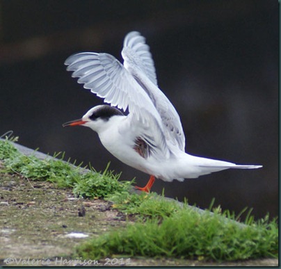 15 Common-Tern-Dunbar